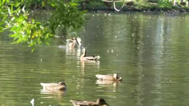 Patos en el agua en el estanque del parque de la ciudad. Los patos nadan en un estanque en un parque de la ciudad. patos nadan en una ciudad Parque — Vídeo de stock