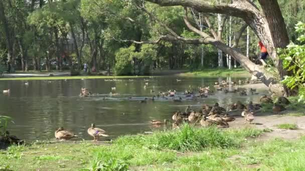 Kaczek w parku. Kaczki w Green Park piękny letni dzień. Kaczki w city Park — Wideo stockowe