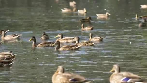 Ducks on water in city park pond. Ducks are swimming in a pond in a city park. ducks swim in a city Park — Stock Video