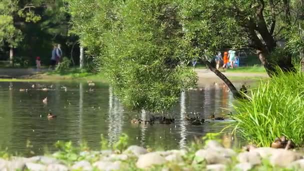 Ducks on water in city park pond. Ducks are swimming in a pond in a city park. ducks swim in a city Park — Stock Video