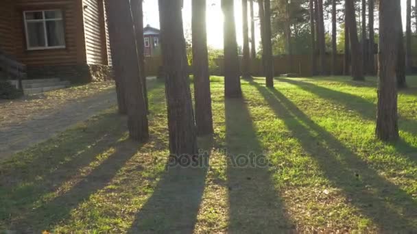 Hermoso decorado camino jardín hogar ornamentado con árboles setos hierba. Precioso patio trasero en un día soleado — Vídeos de Stock