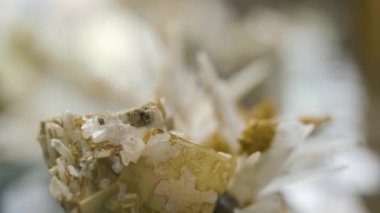 Çeşitli koleksiyonları Müzesi'sergisinde mineral taş. Mineral Müzesi