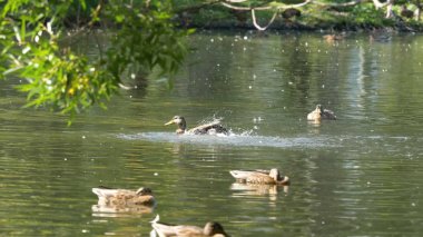 Ördek suda şehir park su birikintisi üzerinde. Ördekler bir şehir parkta bir havuzda yüzüyor. bir şehirde Park ördek yüzmek