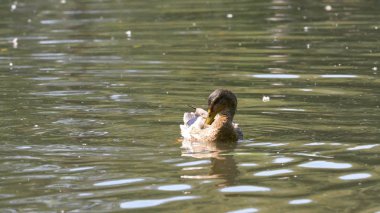 Ördek suda şehir park su birikintisi üzerinde. Ördekler bir şehir parkta bir havuzda yüzüyor. bir şehirde Park ördek yüzmek