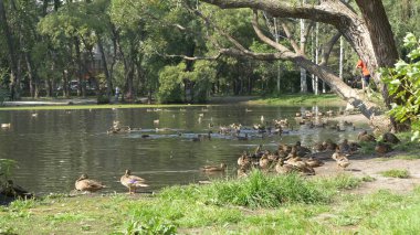 Parktaki ördekler. Ördekler yeşil Park bir güzel yaz gününde. Ördekler bir şehirde Park