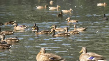 Parktaki ördekler. Ördekler yeşil Park bir güzel yaz gününde. Ördekler bir şehirde Park