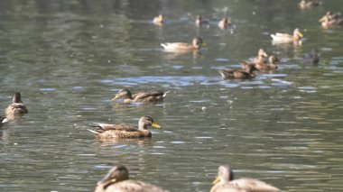 Parktaki ördekler. Ördekler yeşil Park bir güzel yaz gününde. Ördekler bir şehirde Park