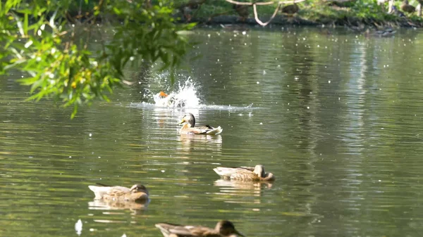 Утки на воде в городском пруду. Утки плавают в пруду в городском парке. утки плавают в городском парке — стоковое фото