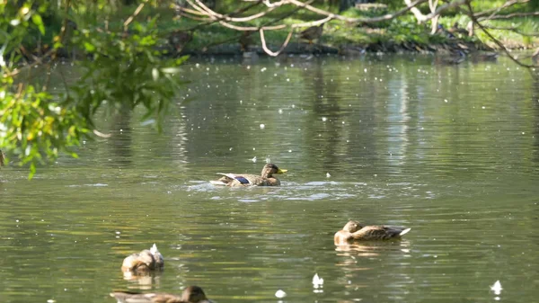 Patos en el agua en el estanque del parque de la ciudad. Los patos nadan en un estanque en un parque de la ciudad. patos nadan en una ciudad Parque — Foto de Stock