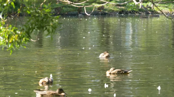 Ducks on water in city park pond. Ducks are swimming in a pond in a city park. ducks swim in a city Park — Stock Photo, Image