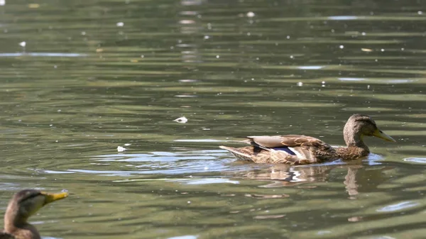 도시 공원 연못에 있는 물에 오리입니다. 오리는 연못에 도시 공원에서 수영. 오리는 도시 공원에서 수영 — 스톡 사진