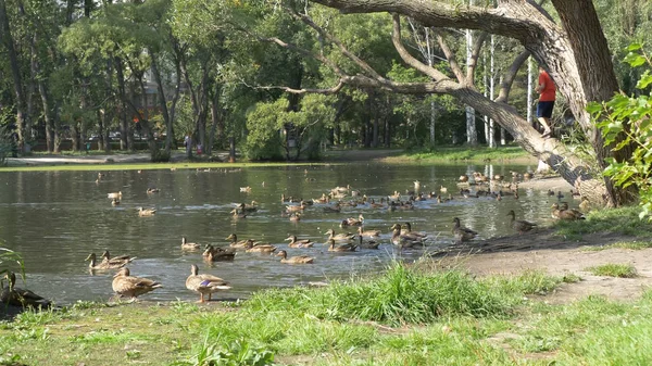 Des canards dans le parc. Canards dans le parc vert par une belle journée d'été. Canards dans un parc urbain — Photo