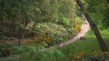 Büyük şehir parkı yeşil çim alanı. Peyzaj çim alan ve yeşil çevre Parkı kullanım doğal arka plan olarak. Güzel yeşil Şehir Parkı
