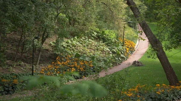 Büyük şehir parkı yeşil çim alanı. Peyzaj çim alan ve yeşil çevre Parkı kullanım doğal arka plan olarak. Güzel yeşil Şehir Parkı