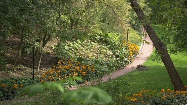 Büyük şehir parkı yeşil çim alanı. Peyzaj çim alan ve yeşil çevre Parkı kullanım doğal arka plan olarak. Güzel yeşil Şehir Parkı