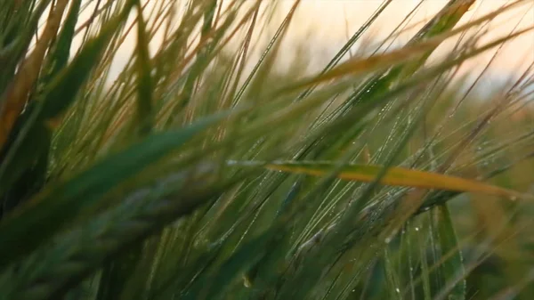 Kırsal manzara parlak güneş ışığı altında. Olgunlaşma kulakları çayır buğday alanının arka plan. Zengin kavramı hasat. Buğday alan. Altın buğday kulaklarını kapat. Güzel doğa günbatımı manzara.