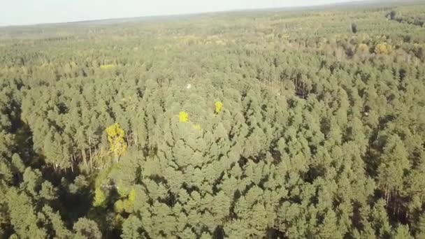Paisaje con bosque de abeto verde, vista superior. Vista superior de un bosque verde sin fin — Vídeo de stock