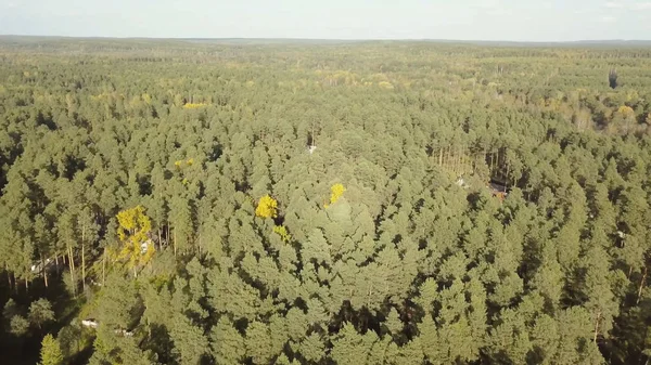 Landschaft mit grünem Fichtenwald, Draufsicht. Blick von oben auf einen endlosen grünen Wald — Stockfoto