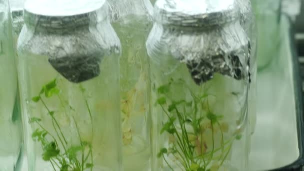 Experimentele installaties in glazen potten in het lab. Monsters van planten in de pot. Behoud van de unieke soorten planten — Stockvideo