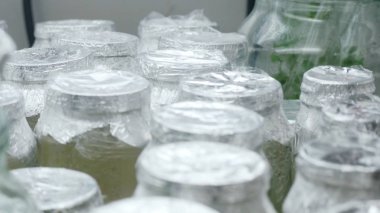 Cam Kavanoz laboratuvardaki deneysel bitkiler. Kavanoz bitkilerde örnekleri. Benzersiz tür bitki koruma