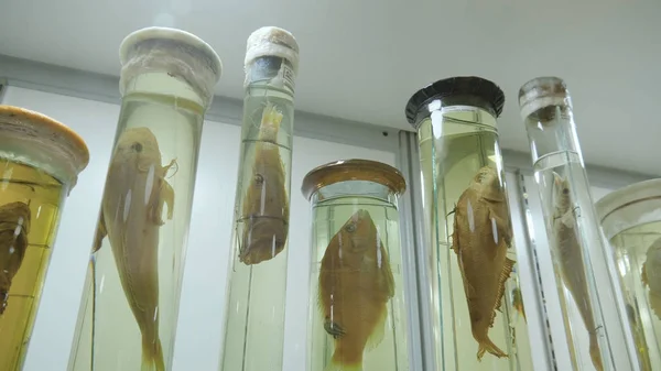 腔尾 chalumnae 投掷鳍鱼, 自然历史博物馆 Naturhistorisches 博物馆。博物馆里的鱼标本 — 图库照片