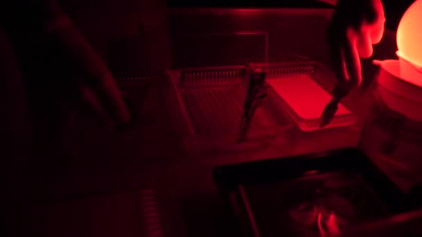 Photographe de processus d'impression Darkroom utilisant l'agrandisseur pour produire des impressions photographiques.Femme travaillant dans une pièce sombre rouge — Video