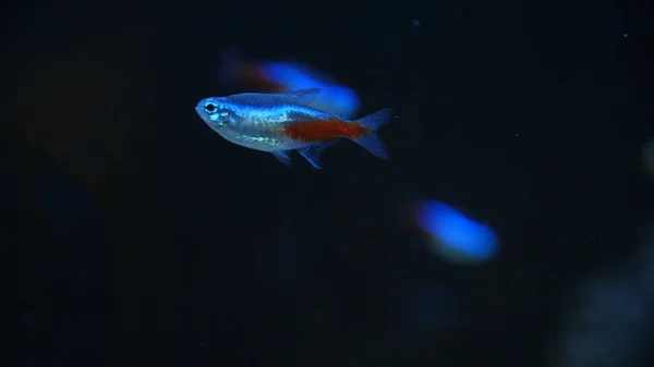 Enjambre de Neon Tetra Paracheirodon en peces de agua dulce nesi. Peces en el acuario —  Fotos de Stock