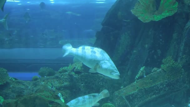 Kolorowe akwarium, pokazuje różne kolorowe ryby pływanie. Rybki akwariowe zachwyci cię z jego niezapomnianych piękno podwodnego świata — Wideo stockowe