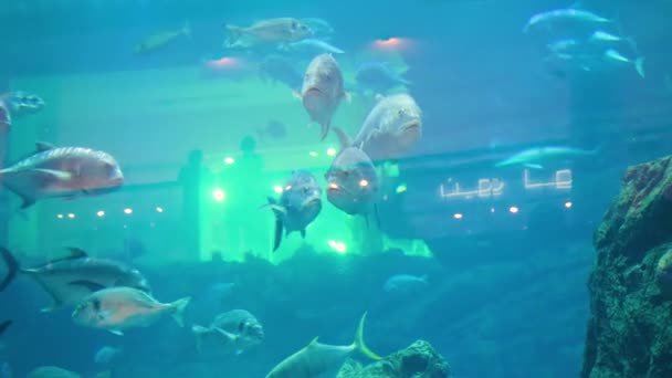 Kleurrijke aquarium, tonen verschillende kleurrijke vissen zwemmen. Aquariumvissen zal u bekoren met zijn onvergetelijke schoonheid van de onderwaterwereld — Stockvideo