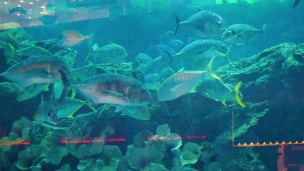 Acuario colorido, mostrando diferentes peces de colores nadando. Acuario de peces le deleitará con su inolvidable belleza del mundo submarino — Vídeos de Stock