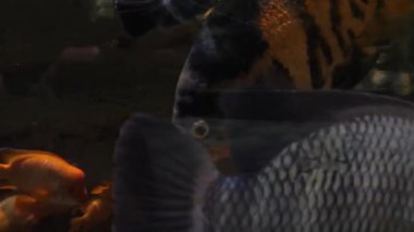 Büyük balıklar büyük bir akvaryum yüzme. Büyük deniz balığı bir akvaryum içinde yüzme. Akvaryum balık büyük bir çeşitlilik ile