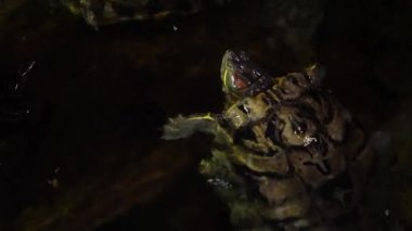 Hayvanat bahçesinde turtle. Hayvanat bahçesinde suda turtle. Suya küçük kaplumbağa oturur, yiyecek arayan