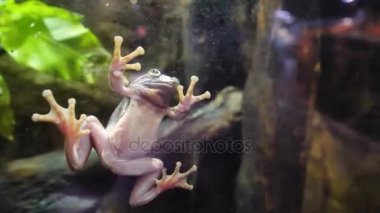 Tropikal yeşil kurbağa bir akvaryum. Yakın sualtı Afrika bir kurbağa. İçinde belgili tanımlık akvaryum cam Frog sıkışmış