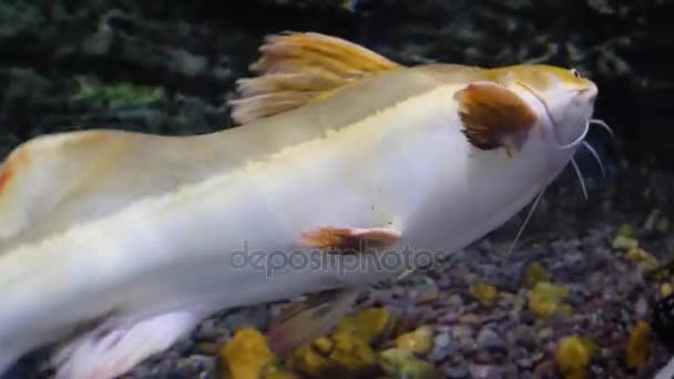 Large fishes swimming in a large aquarium. Large sea fish swim in an aquarium. Aquarium with a large variety of fish — Stock Video