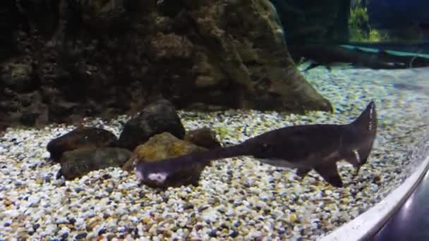 Pez sierra grande, también conocido como tiburón carpintero, y otros peces nadando en un acuario grande. Pez sierra en el acuario — Vídeos de Stock