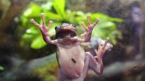 Tropical Green Frog In An Aquarium. Close up underwater of an African Frog. Frog stuck to the glass in the aquarium — Stock Video