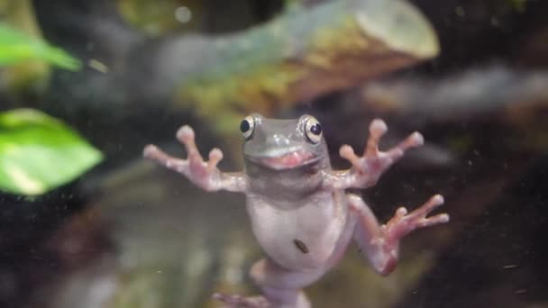 Tropikal yeşil kurbağa bir akvaryum. Yakın sualtı Afrika bir kurbağa. İçinde belgili tanımlık akvaryum cam Frog sıkışmış — Stok video