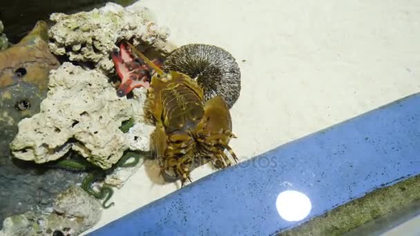 Horseshoe crab the oldest prehistoric creature in the world in aquarium. Used in pharmacy because of blue blood. Horseshoe crab at the aquarium. A Xiphosura in an aquarium — Stock Video