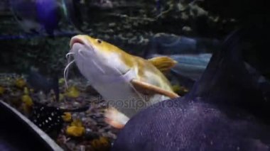 Akvaryum balık çeşitli ile. İçinde belgili tanımlık akvaryum Dubai Ulusal hayvanat bahçesindeki güzel balık