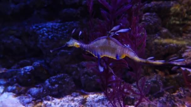 Renkli mercan Yüzme deniz atı. Parlak güzel deniz atı bir akvaryum mercan çevresinde — Stok video