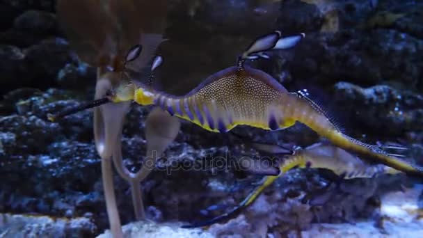 Seahorse κολύμπι σε πολύχρωμες κοραλλιογενείς υφάλους. Φωτεινό όμορφο άλογο στη θάλασσα σε ένα ενυδρείο γύρω από κοράλλια — Αρχείο Βίντεο