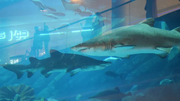 Úszás a nagy tengeri víz akvárium cápa. Nagy cápa, és más halak úszni egy nagy akvárium. Cápa swims az akváriumban — Stock Fotó