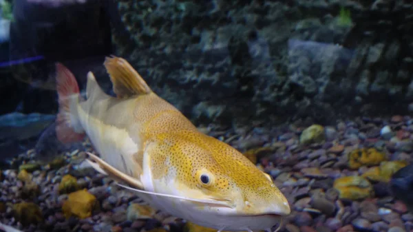 大鱼在大鱼缸里游泳。大型海鱼在水族馆游泳。水族馆与大各种各样的鱼 — 图库照片