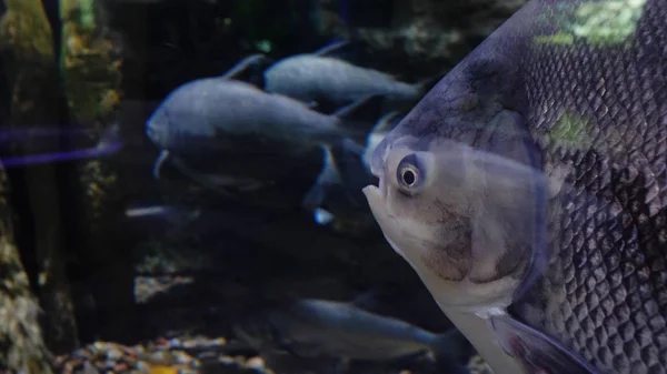 Stora fiskar simmar i ett stort akvarium. Stora havet fisk simma i ett akvarium. Akvarium med en stor mängd fisk — Stockfoto