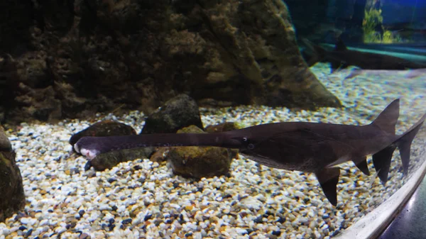 Pez sierra grande, también conocido como tiburón carpintero, y otros peces nadando en un acuario grande. Pez sierra en el acuario —  Fotos de Stock