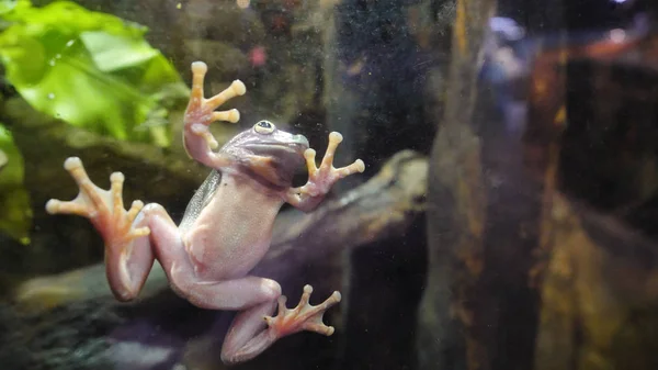 Tropical Green Frog In An Aquarium. Close up underwater of an African Frog. Frog stuck to the glass in the aquarium — Stock Photo, Image