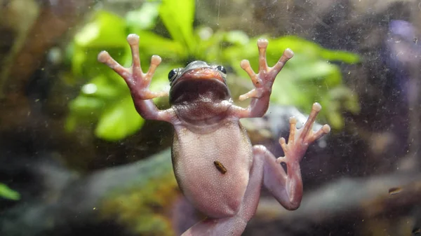 Tropisk grön groda i ett akvarium. Närbild undervattens av en afrikansk groda. Groda som fastnat på glaset i akvariet — Stockfoto