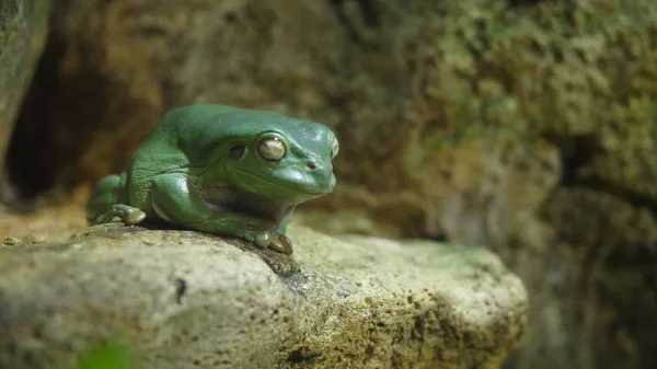 Lövgroda sömn på stenen. Grodan sover i ett akvarium på zoo, grodan ödmjukt sover — Stockfoto