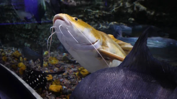 Acuario con gran variedad de peces. Hermosos peces en el acuario en el zoológico nacional de Dubai —  Fotos de Stock