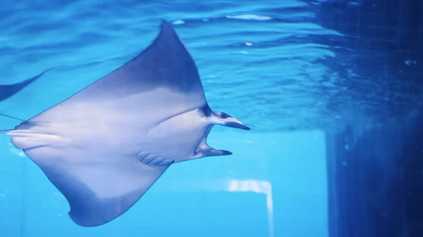 Raya sonriente en acuario azul. Raya marina y vida marina. Un acuario marino con peces y corales. Vida marina. Stingray nadando en el acuario — Foto de Stock